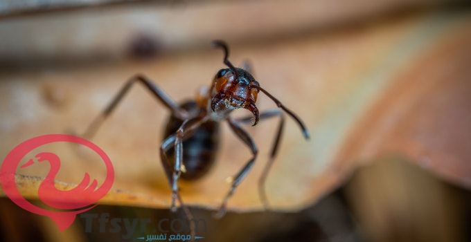 تفسير النمل في البيت