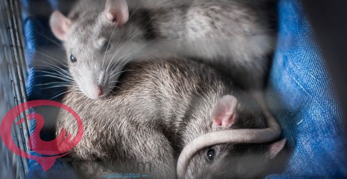 تفسير رؤية الفأر في المنام للعزباء والمتزوجه والحامل