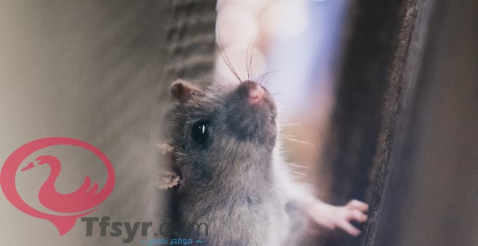 الفأر في المنام للحامل