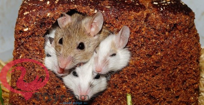 تفسير رؤية الفأر في المنام للعزباء والمتزوجه والحامل