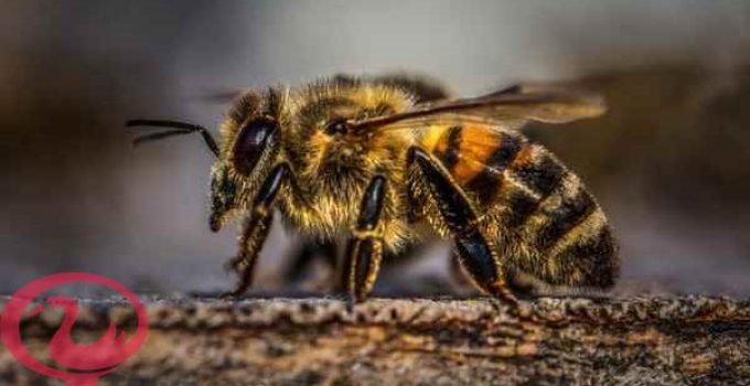 تفسير رؤية النحل في المنام للامام الصادق