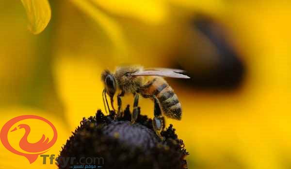 تفسير رؤية خلية النحل في المنام للعزباء